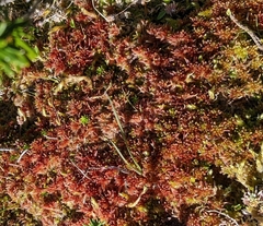Sphagnum capillifolium