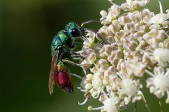 Chrysis clarinicollis
