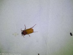 Phyllophaga