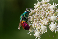 Chrysis clarinicollis