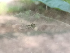 Cyrtophora cicatrosa