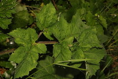 Heracleum sphondylium