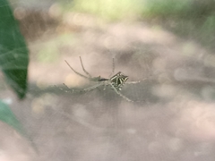 Cyrtophora cicatrosa