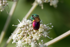 Chrysis clarinicollis