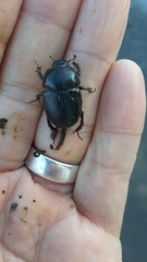 Geotrupes stercorarius