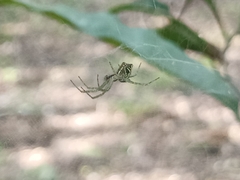 Cyrtophora cicatrosa