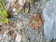 Drosera capillaris