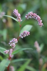 Persicaria lapathifolia lapathifolia