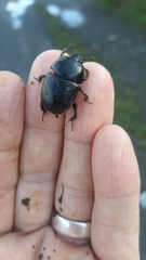 Geotrupes stercorarius