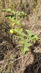Solanum carolinense