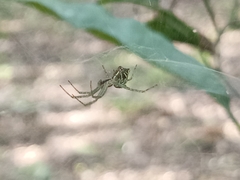 Cyrtophora cicatrosa