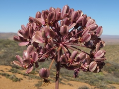 Cynorhiza typica