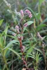 Persicaria lapathifolia lapathifolia