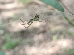 Cyrtophora cicatrosa