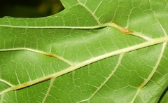 Puccinia graminis