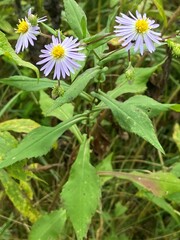 Symphyotrichum prenanthoides