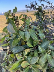 Myoporum laetum