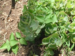 Kalanchoe fedtschenkoi