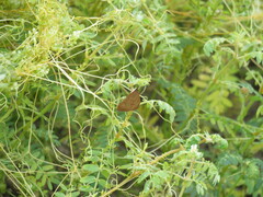 Uresiphita reversalis