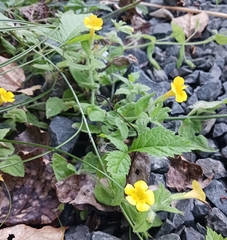 Erythranthe moschata