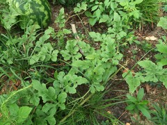 Citrullus lanatus lanatus