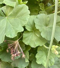 Alchemilla mollis