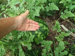 Citrullus lanatus lanatus