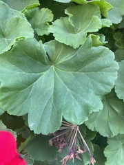Alchemilla mollis