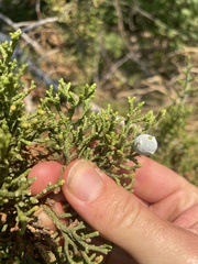 Juniperus osteosperma