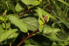 Scrophularia auriculata