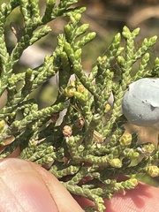 Juniperus osteosperma