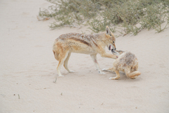 Lupulella mesomelas mesomelas