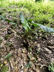 Alocasia macrorrhizos