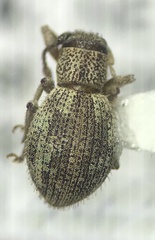 Calomycterus setarius