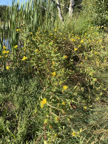 Image of Puget Sound Gumweed (Grindelia integrifolia) by (c) Lindsey K. Wise, some rights reserved (CC BY)