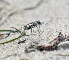 Cicindela latesignata
