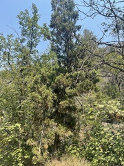 Juniperus osteosperma