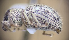 Calomycterus setarius