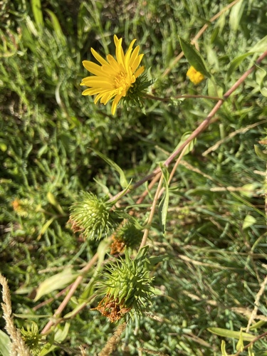 Image of Puget Sound Gumweed (Grindelia integrifolia) by (c) Lindsey K. Wise, some rights reserved (CC BY)