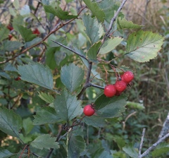 Crataegus chrysocarpa