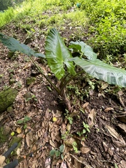 Alocasia macrorrhizos