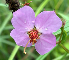 Rhexia mariana