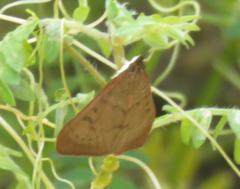 Uresiphita reversalis