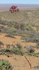 Cynorhiza typica