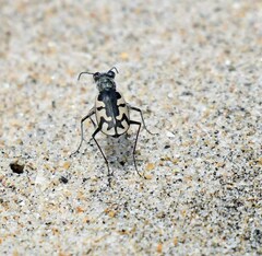 Cicindela latesignata