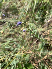 Linum lewisii