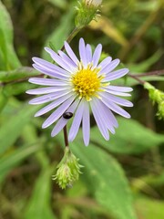 Symphyotrichum prenanthoides