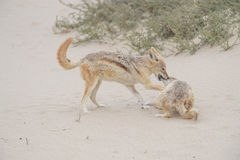 Lupulella mesomelas mesomelas