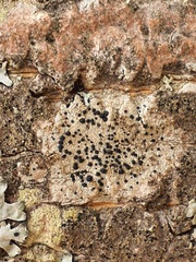 Porpidia macrocarpa