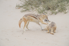 Lupulella mesomelas mesomelas